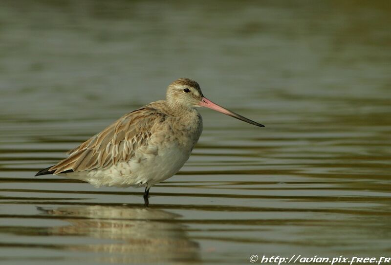 Bar-tailed Godwitadult post breeding