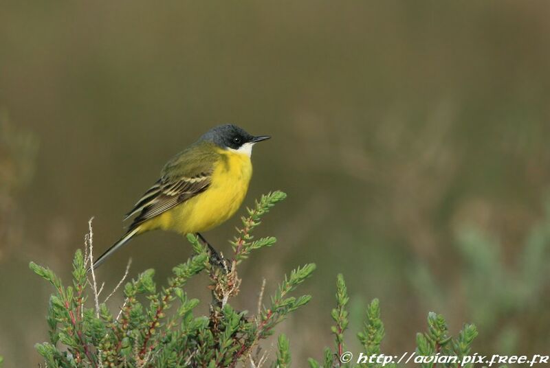 Western Yellow Wagtail (cinereocapilla)adult breeding