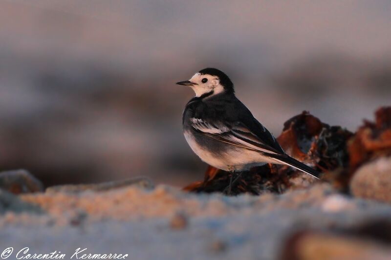 White Wagtail (yarrellii)adult post breeding