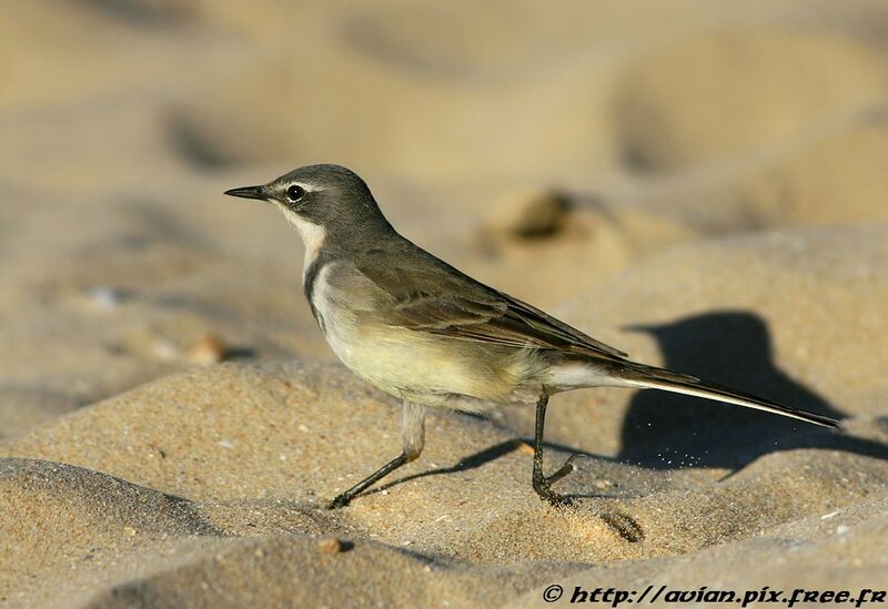 Cape Wagtailadult post breeding