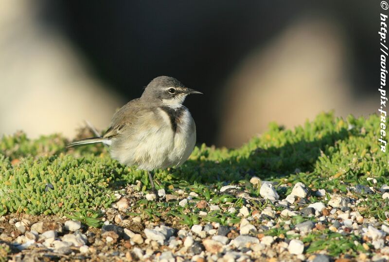 Cape Wagtailadult post breeding