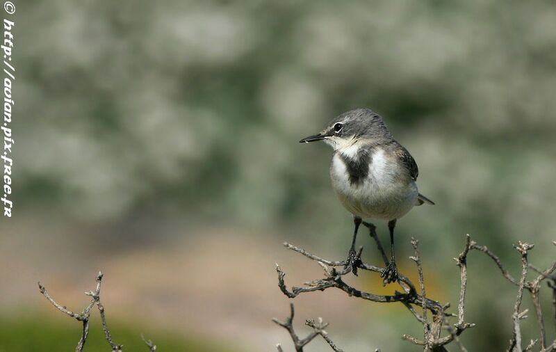 Cape Wagtailadult post breeding, identification