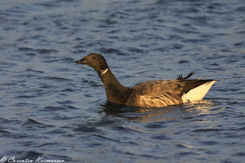 Brant Goose