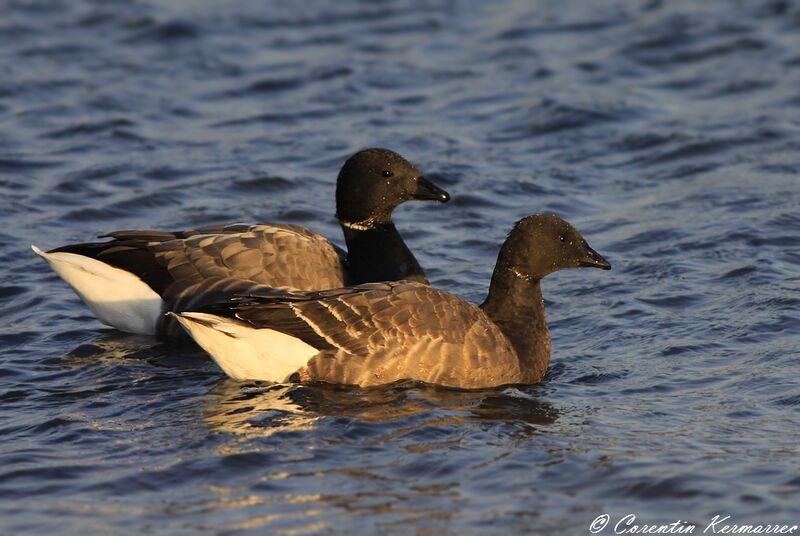 Brant Goose