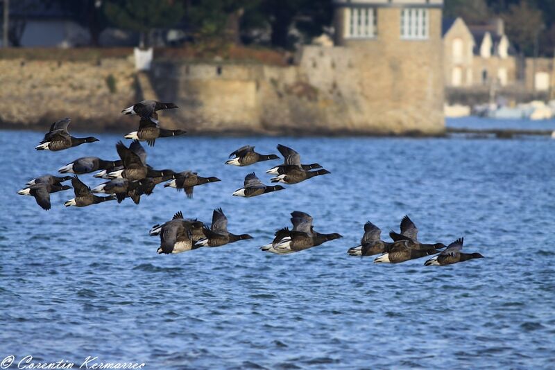 Brant Goose