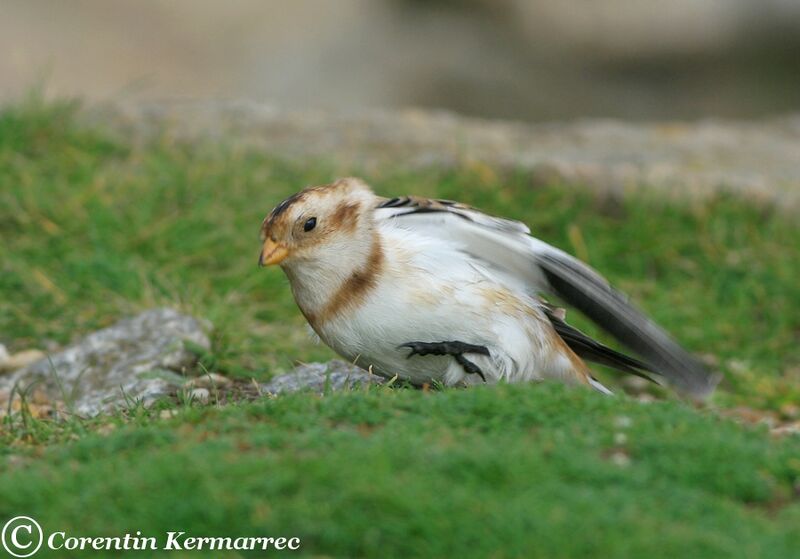 Snow Bunting male adult post breeding