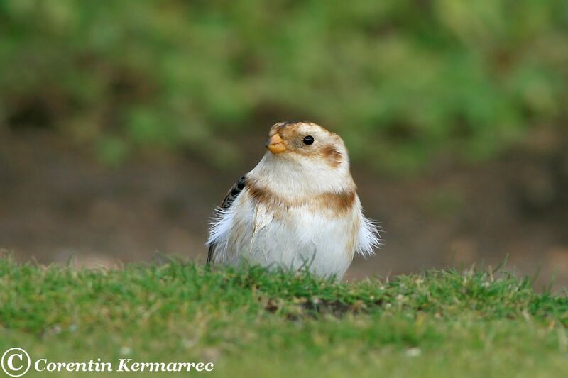 Snow Bunting male adult post breeding