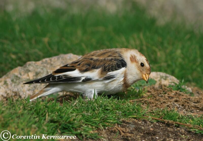 Snow Bunting male adult post breeding