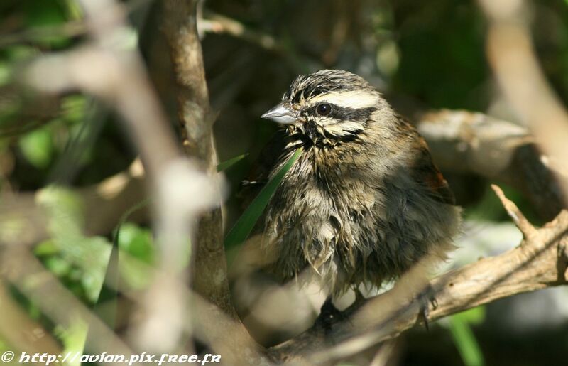 Bruant du Capadulte internuptial, identification