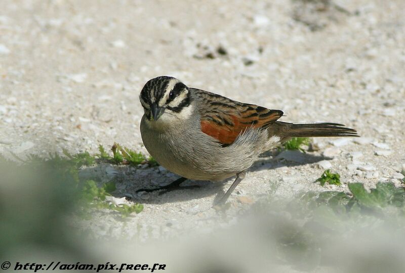 Cape Buntingadult post breeding, identification