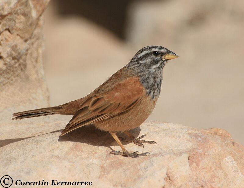 Bruant du Sahara mâle adulte nuptial, identification