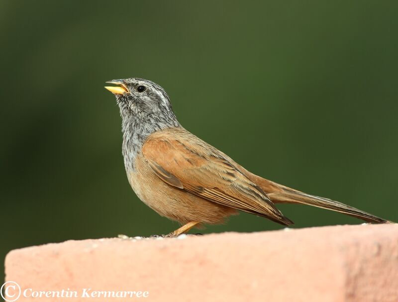 House Bunting male adult breeding