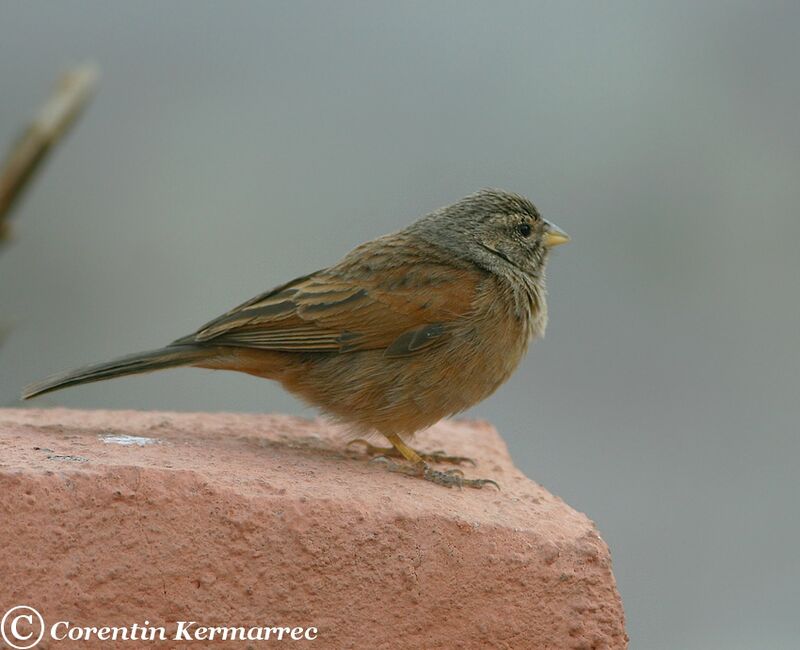 Bruant du Sahara femelle adulte nuptial, identification