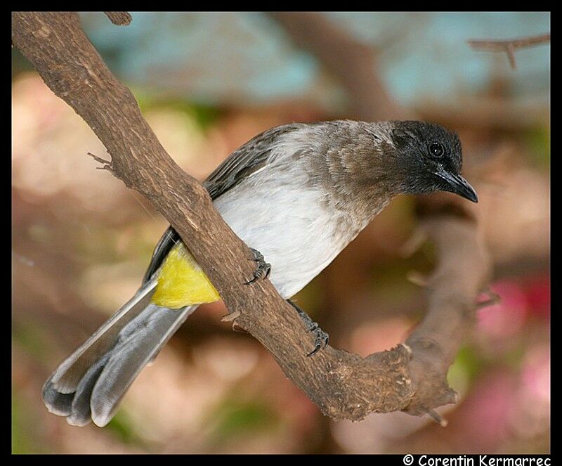 Bulbul de Dodsonadulte nuptial