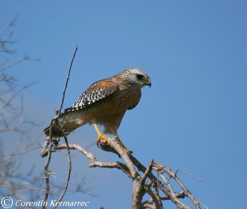 Red-shouldered Hawkadult