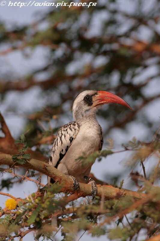 Western Red-billed Hornbilladult breeding