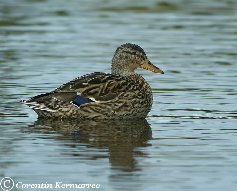 Canard colvert femelle adulte nuptial