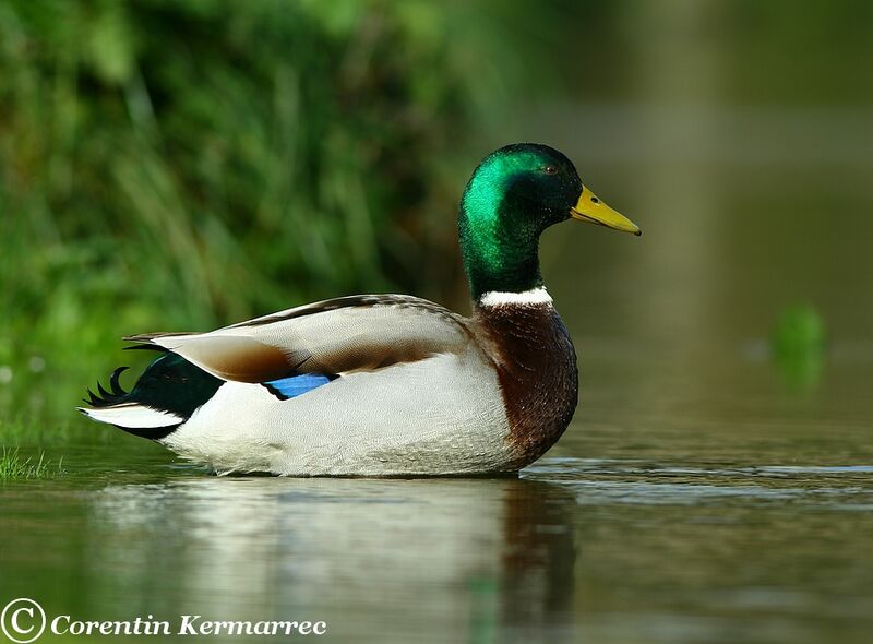 Canard colvert mâle adulte nuptial