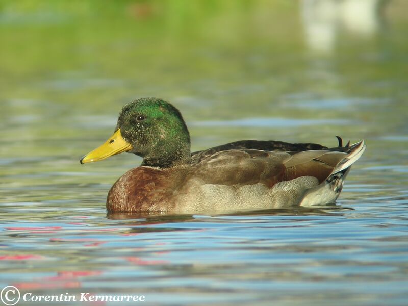 Mallard male adult post breeding