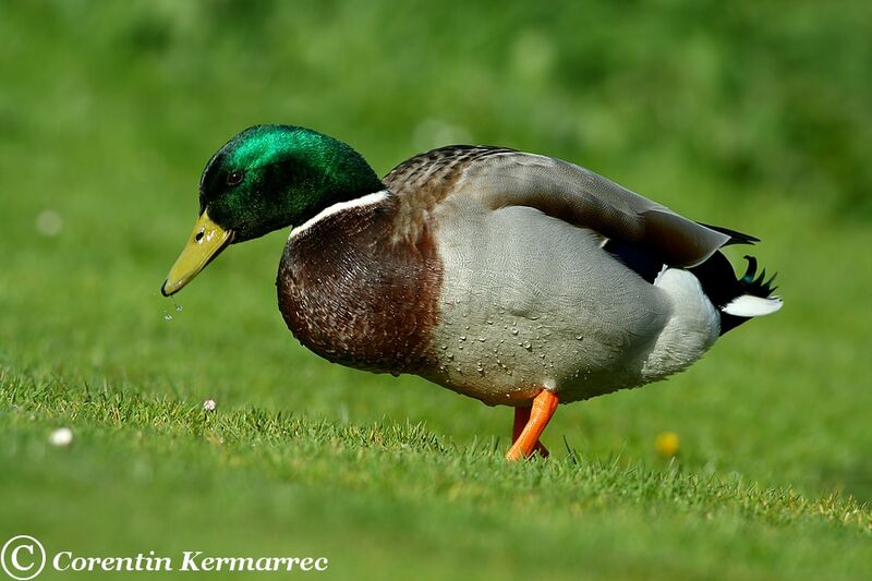 Canard colvert mâle adulte nuptial