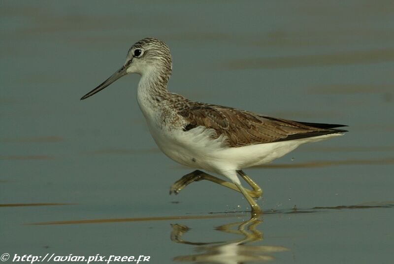 Common Greenshankadult post breeding