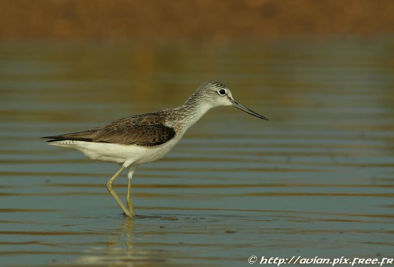 Common Greenshankadult post breeding