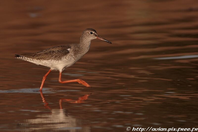 Common Redshankadult post breeding