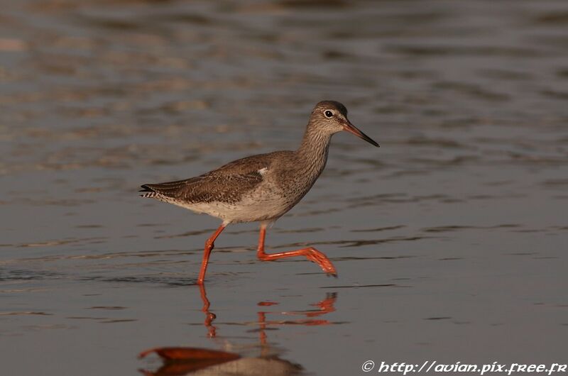 Common Redshankadult post breeding