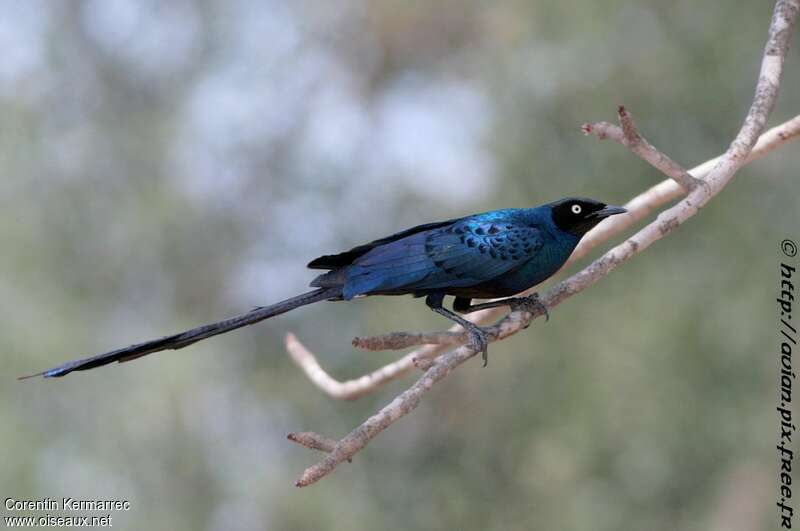 Long-tailed Glossy Starlingadult, identification, Behaviour