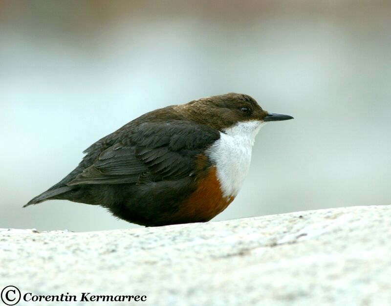 White-throated Dipperadult breeding