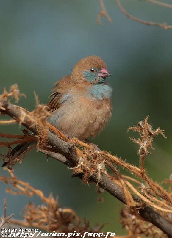 Cordonbleu à joues rouges femelle adulte transition, identification