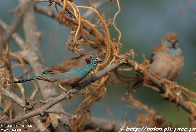 Cordonbleu à joues rougesadulte, habitat