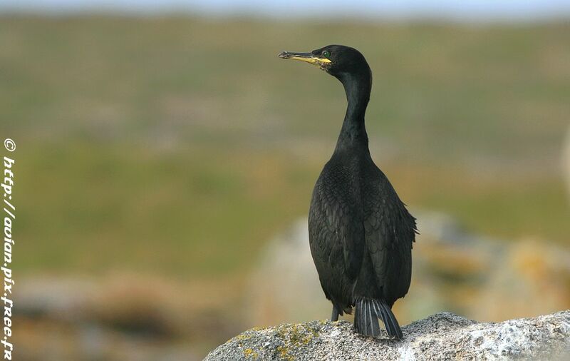 Cormoran huppéadulte nuptial