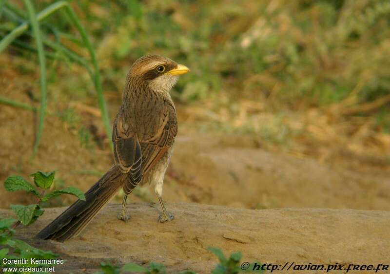 Yellow-billed Shrikeadult breeding, aspect