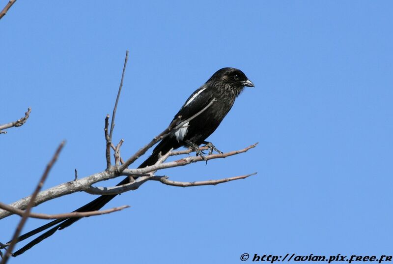 Magpie Shrikeadult post breeding, identification