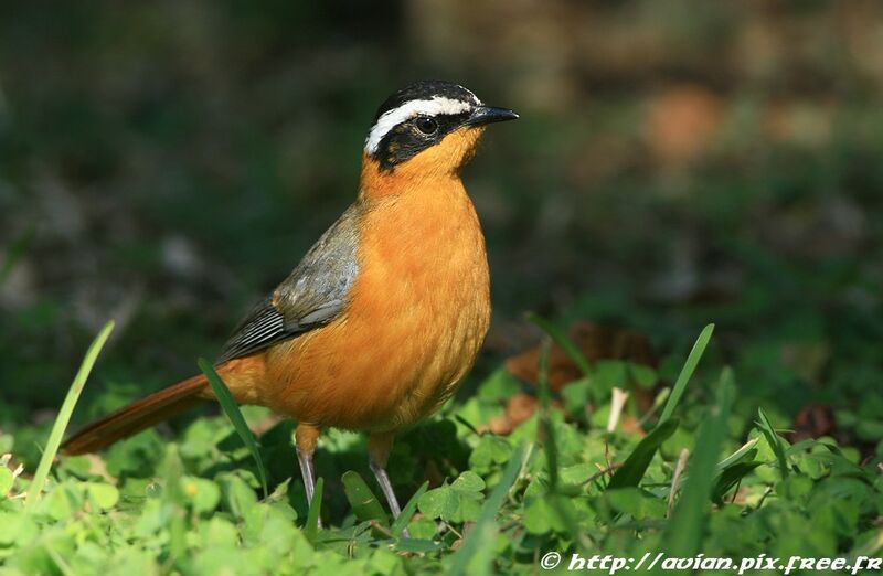 White-browed Robin-Chatadult