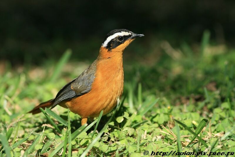 White-browed Robin-Chatadult