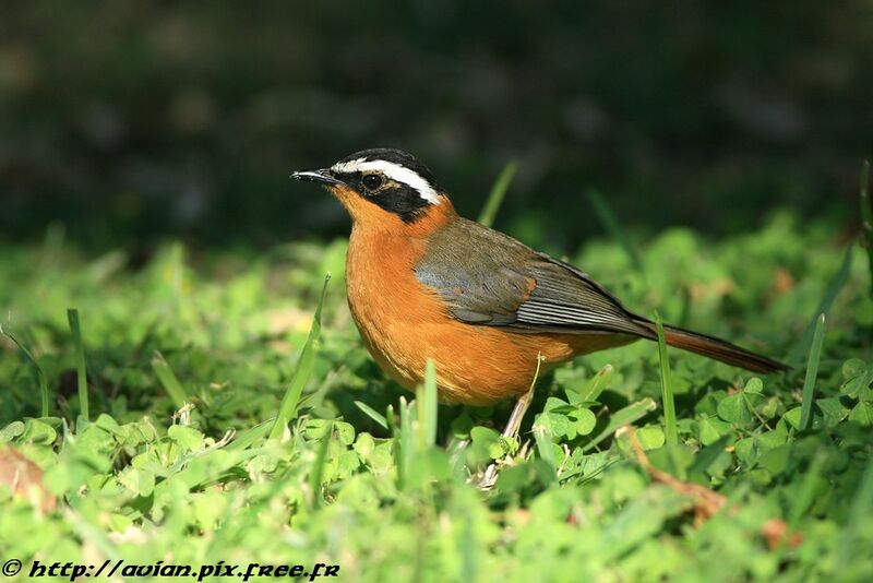 White-browed Robin-Chatadult, identification