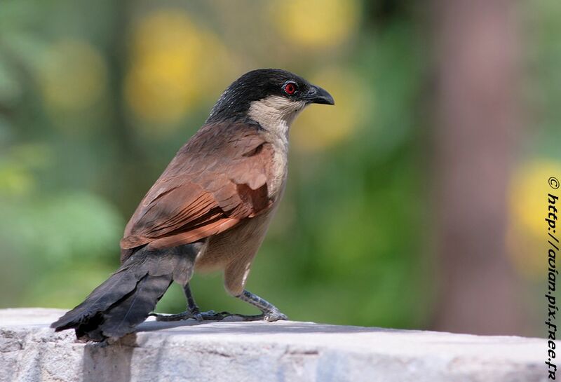 Coucal du Sénégaladulte nuptial