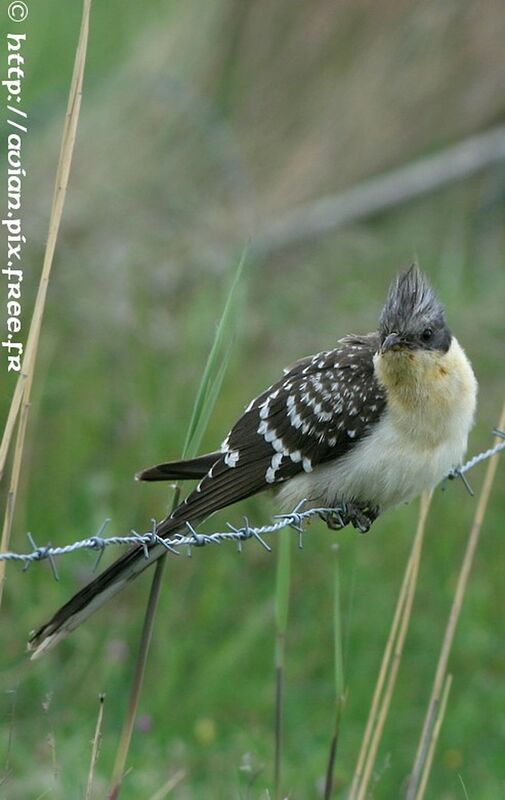 Great Spotted Cuckooadult breeding