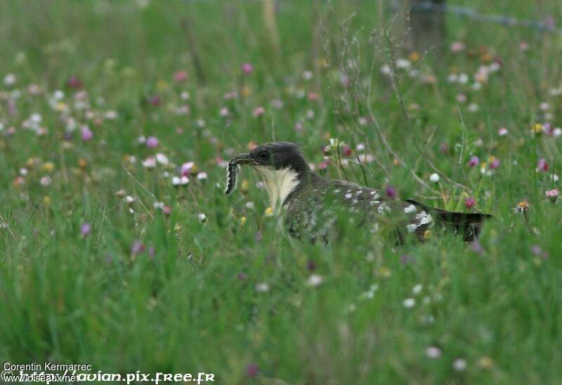 Great Spotted Cuckooadult breeding, feeding habits, fishing/hunting