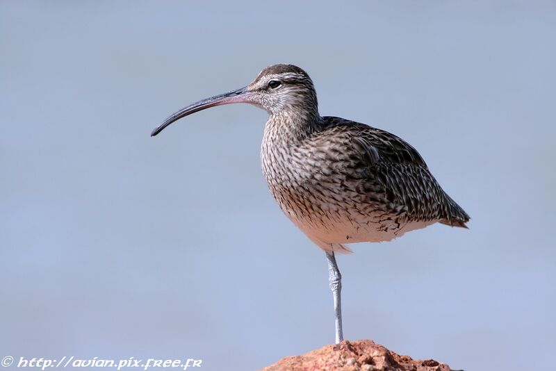 Eurasian Whimbreladult post breeding