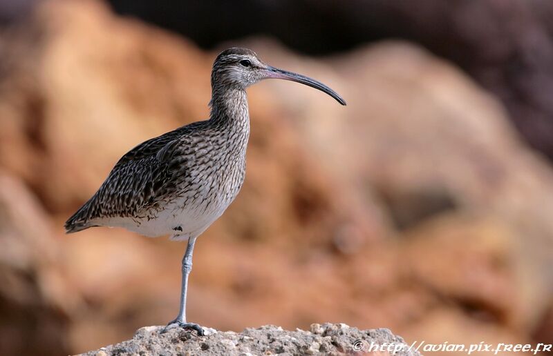 Eurasian Whimbreladult post breeding