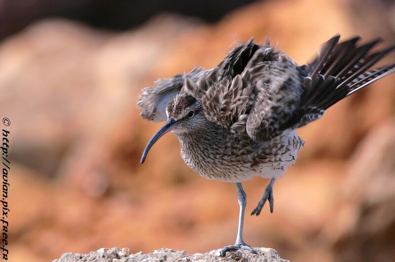 Eurasian Whimbreladult post breeding, Behaviour