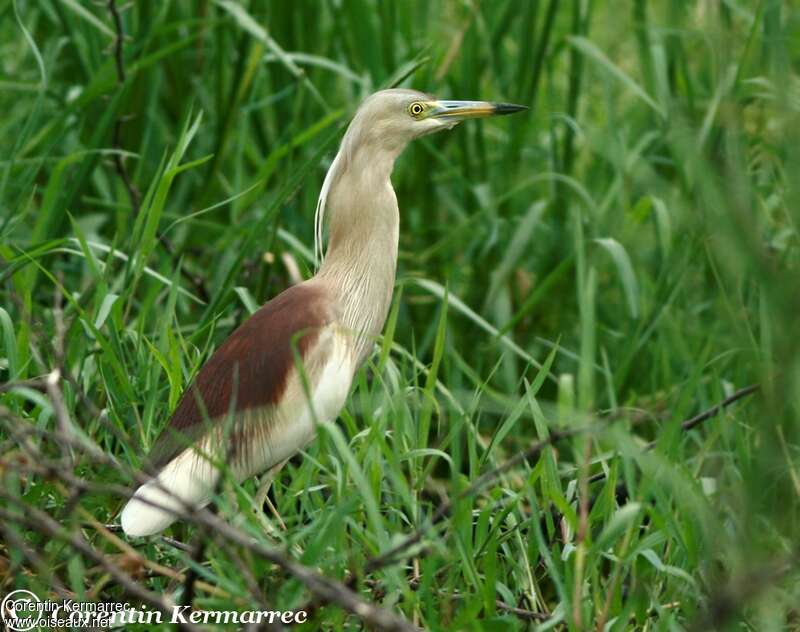 Indian Pond Heronadult breeding, aspect