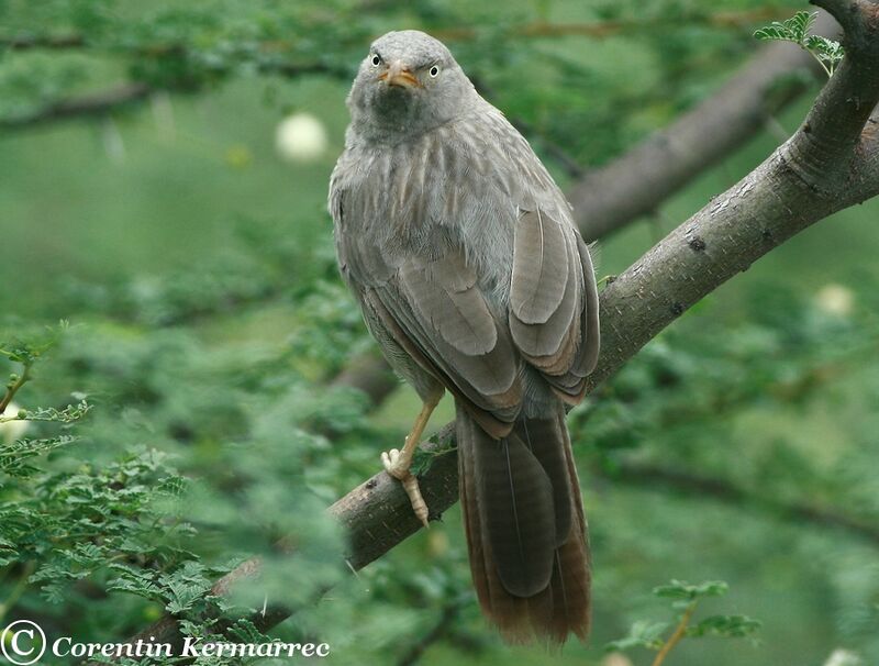 Jungle Babbleradult breeding