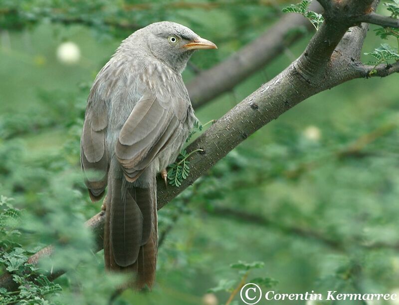 Jungle Babbleradult breeding