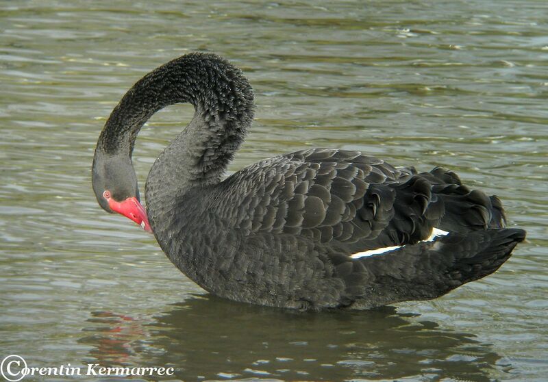 Cygne noir femelle adulte internuptial