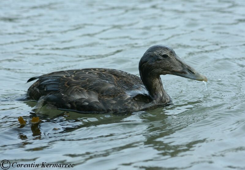 Common EiderFirst year