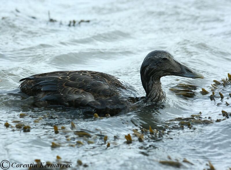 Eider à duvet1ère année